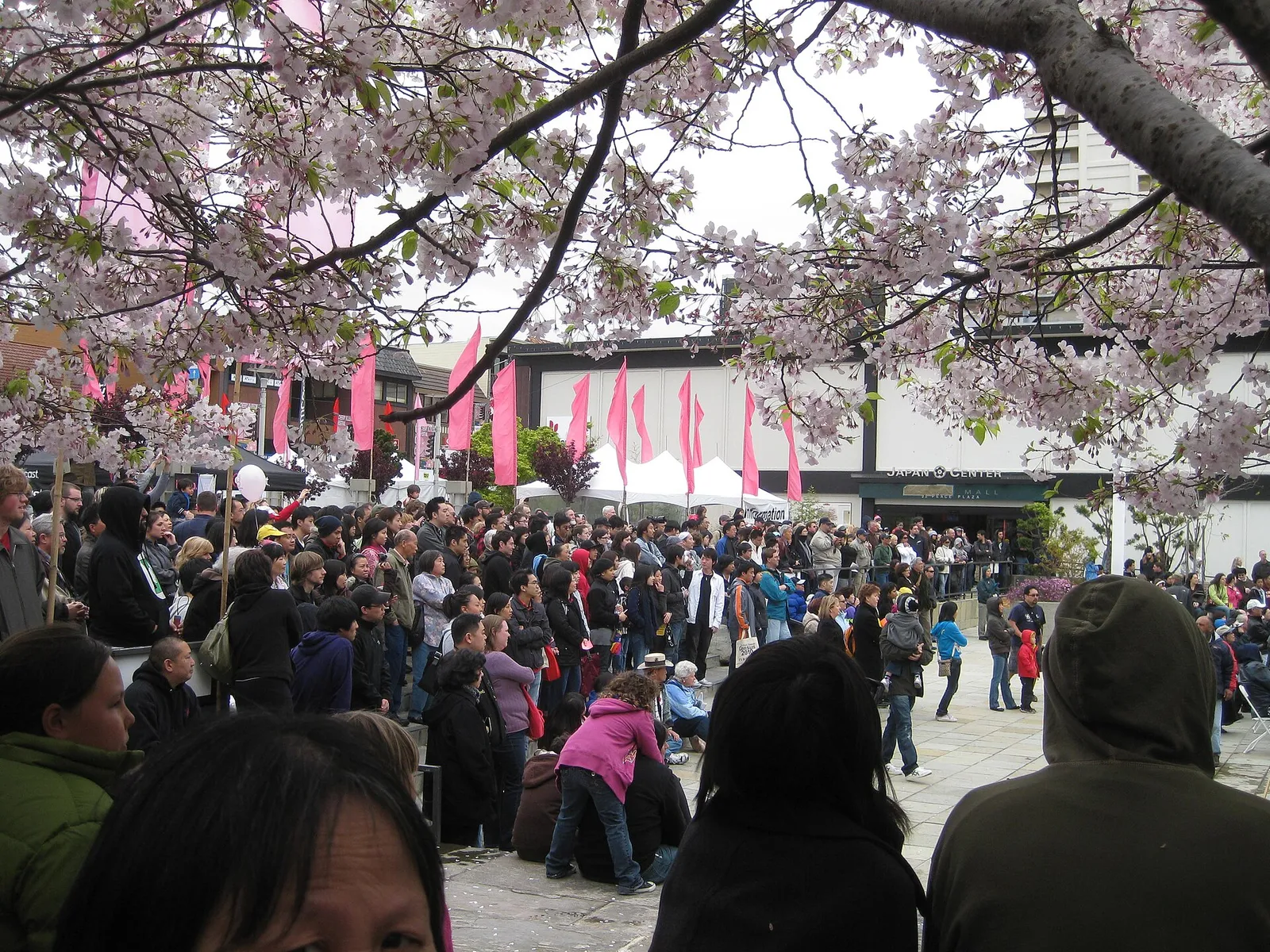 Crowd under cherry blossoms at the Northern California Cherry Blossom Festival in Japantown