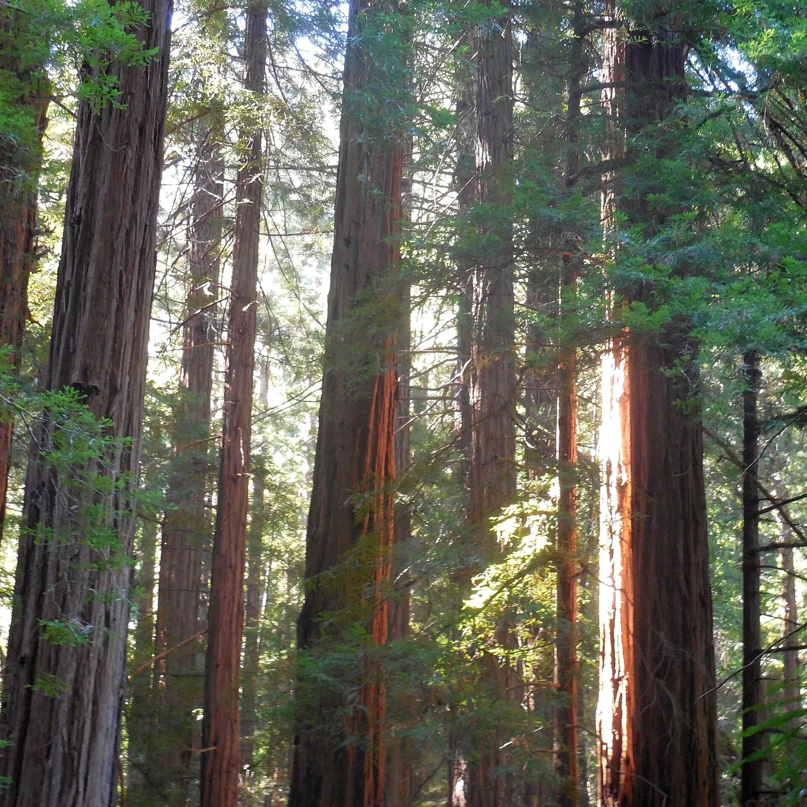 Coast redwoods in Muir Woods National Monument