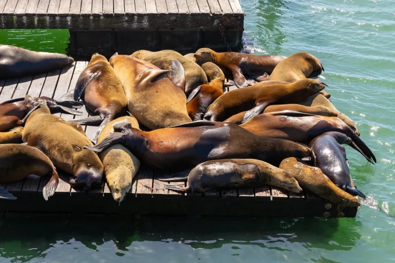 Pier 39 Guide: Sea Lions, Aquarium and Tips for a Visit