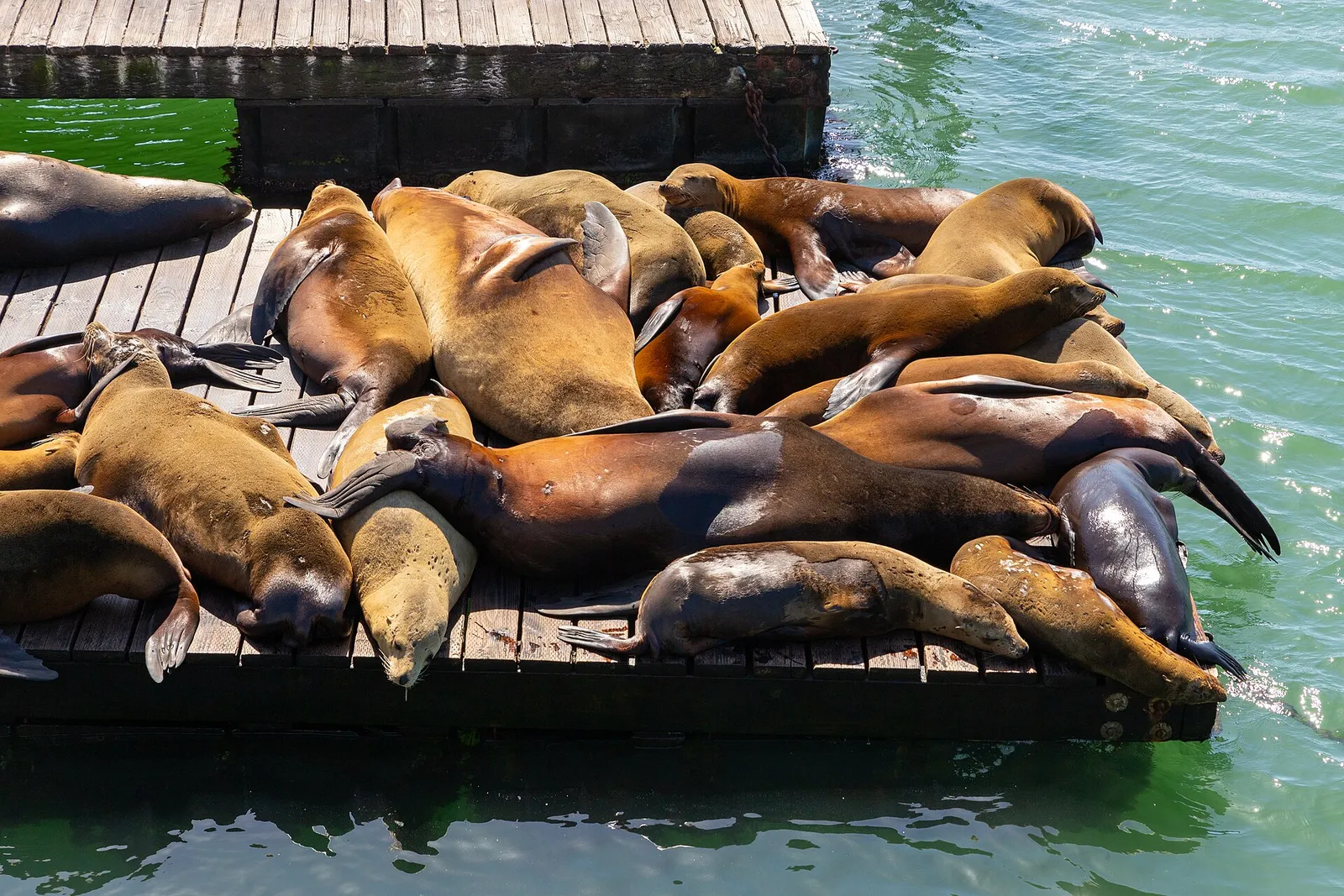 Sea lions resting on the floating docks at Pier 39