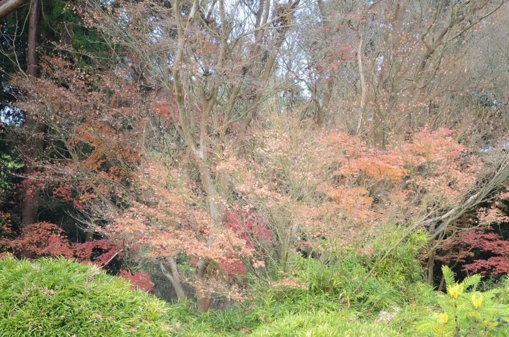Autumn maple in the Japanese Tea Garden, Golden Gate Park