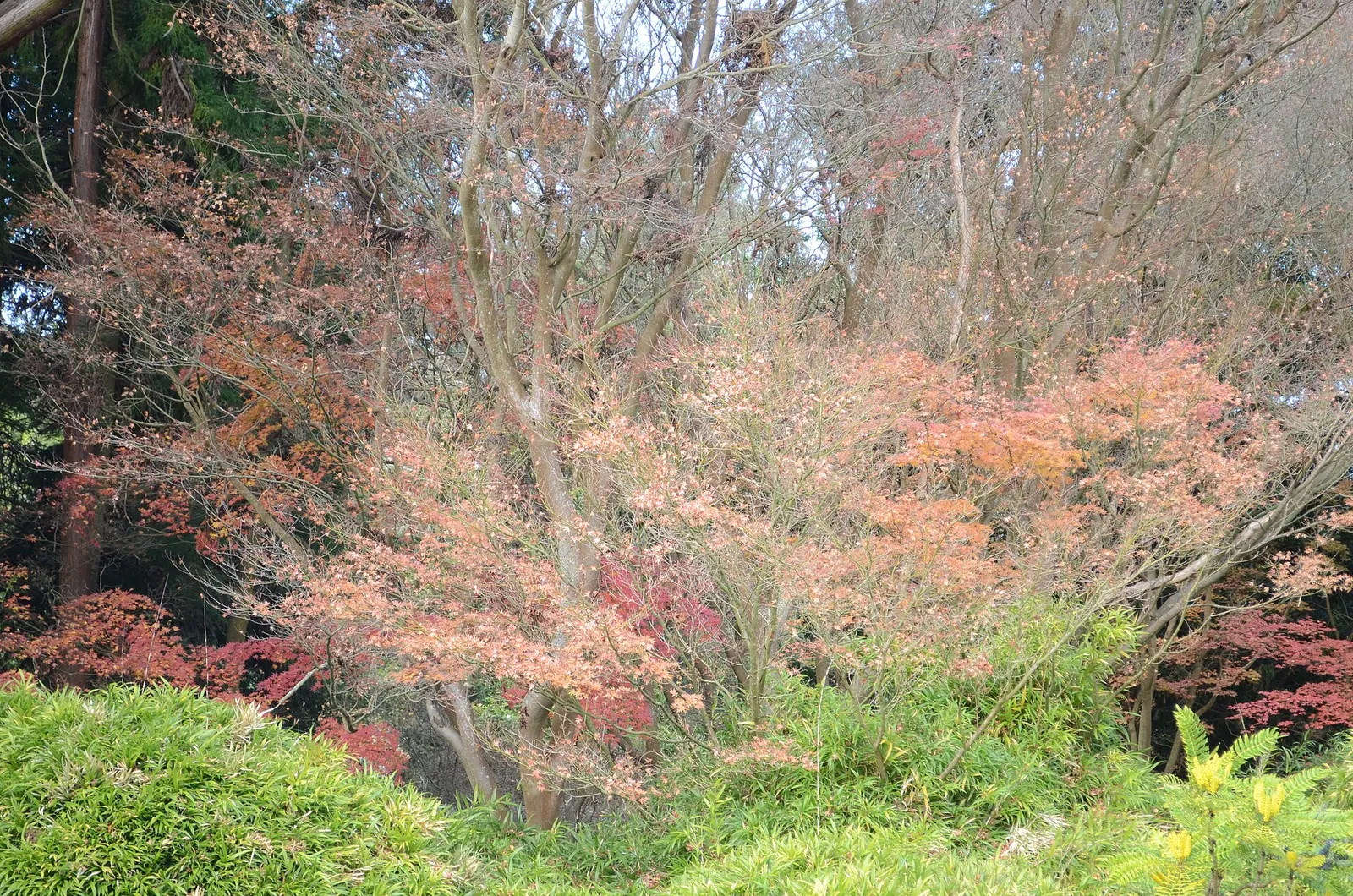 Autumn maple in the Japanese Tea Garden, Golden Gate Park